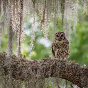 Barred Owl in a Mossy Oak Tree in Florida
